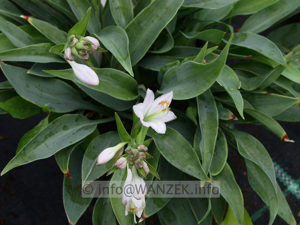Hosta tardiva Hadspen Heron 02.jpg